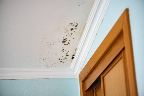 Best Bathroom Mold Remediation in Woods Cross, UT