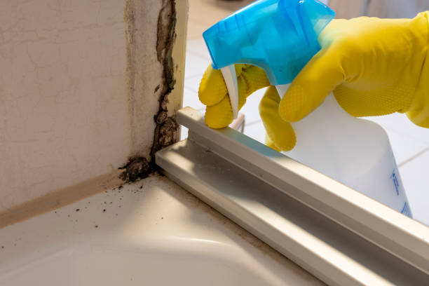 Best DIY Mold Remediation Support Services in Woods Cross, UT