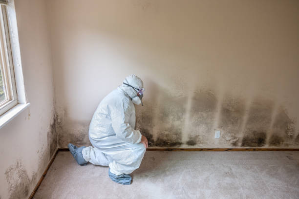 Best Emergency Mold Remediation in Woods Cross, UT